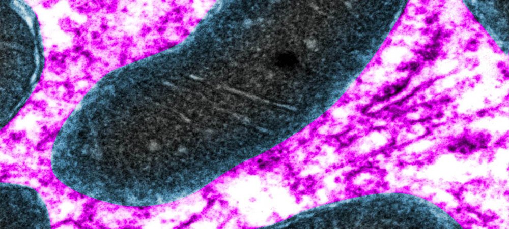 Microscopic image of mitochondria cell