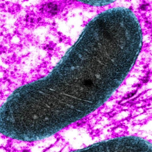 Microscopic image of mitochondria cell