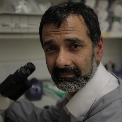 Photo of Professor Persis Amrolia in lab next to microscope