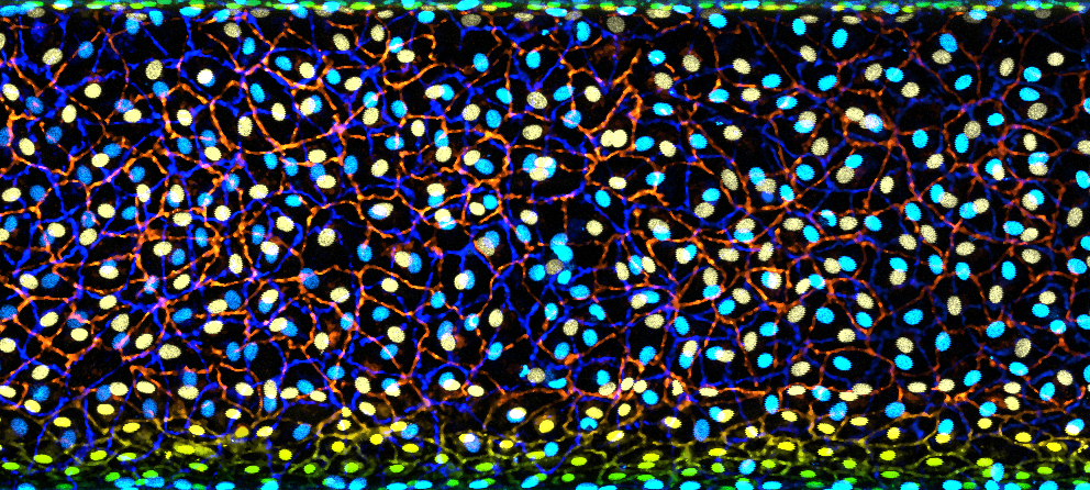 Fluorescent microscopic image showing a dense layer of brightly coloured cells, with blue and yellow nuclei surrounded by an intricate network of red and green cell borders