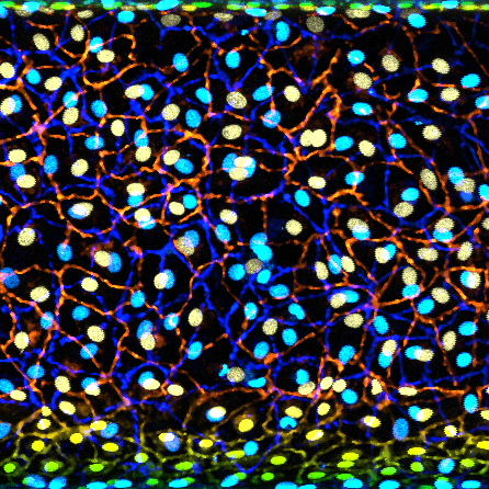 Fluorescent microscopic image showing a dense layer of brightly coloured cells, with blue and yellow nuclei surrounded by an intricate network of red and green cell borders
