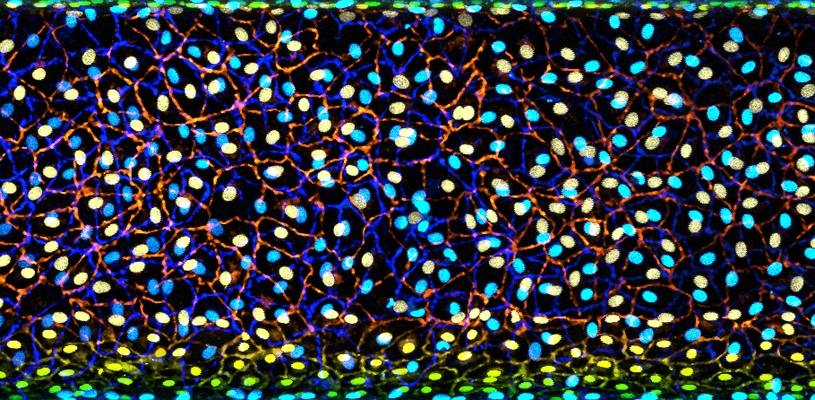 Fluorescent microscopic image showing a dense layer of brightly coloured cells, with blue and yellow nuclei surrounded by an intricate network of red and green cell borders
