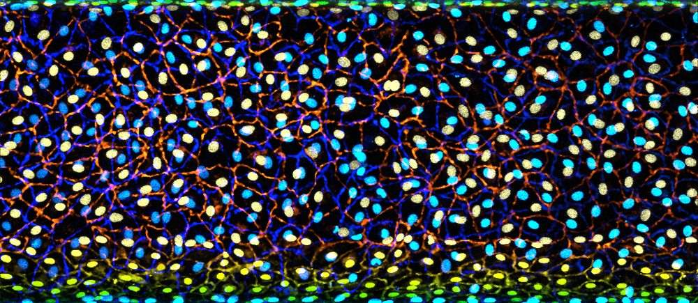 Fluorescent microscopic image showing a dense layer of brightly coloured cells, with blue and yellow nuclei surrounded by an intricate network of red and green cell borders