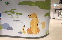 Cheetah outpatients