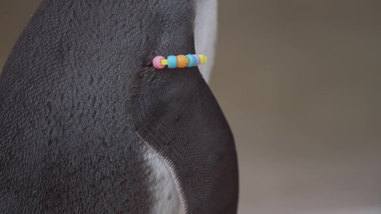 A penguin flipper with a colourful bracelet