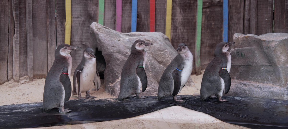 A group of penguins march in front of a rainbow background, all wearing beaded 'bracelets'