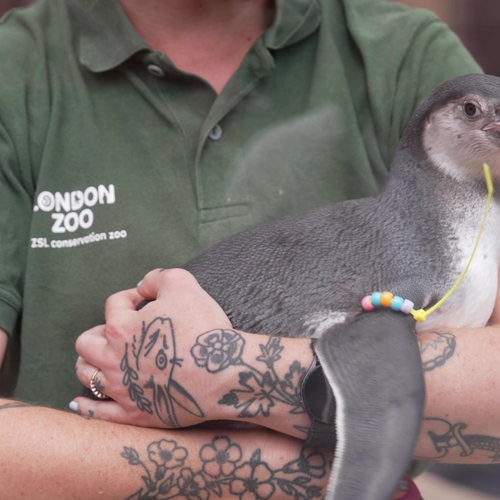 A penguin chick named Mildred is being held in the arms of a Zoo Keeper at London Zoo