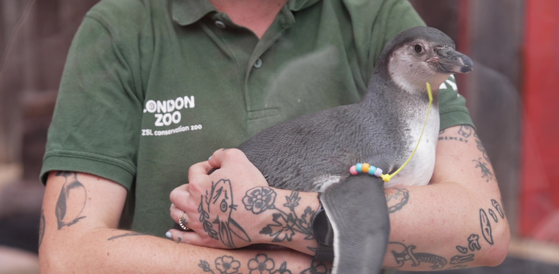 A penguin chick named Mildred is being held in the arms of a Zoo Keeper at London Zoo