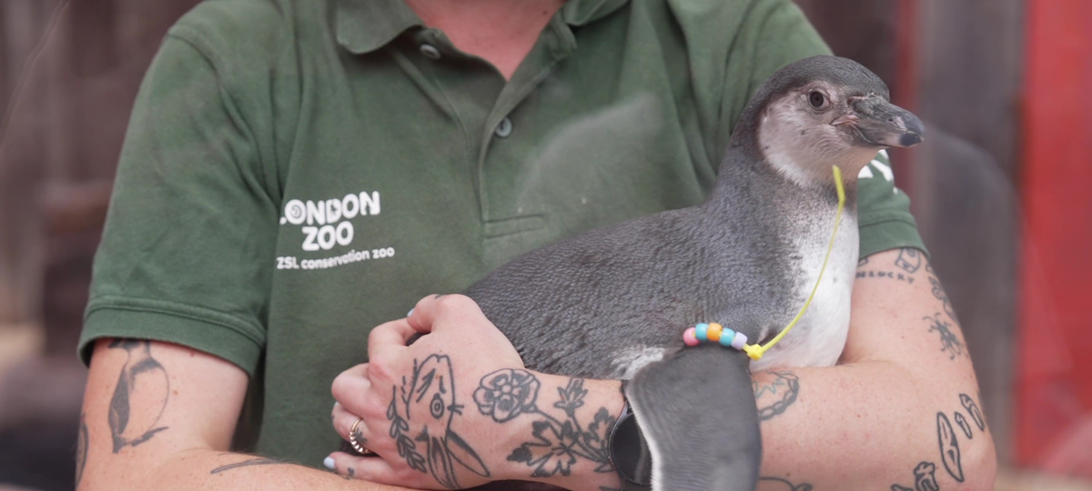 A penguin chick named Mildred is being held in the arms of a Zoo Keeper at London Zoo