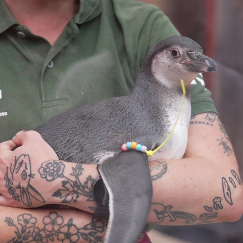 A penguin chick named Mildred is being held in the arms of a Zoo Keeper at London Zoo