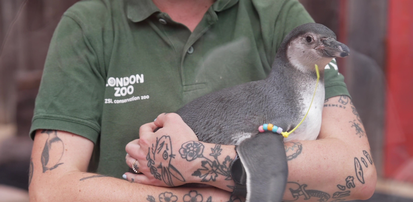 A penguin chick named Mildred is being held in the arms of a Zoo Keeper at London Zoo