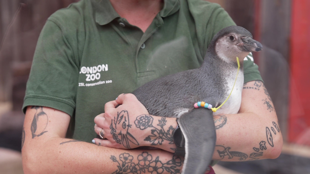 A penguin chick named Mildred is being held in the arms of a Zoo Keeper at London Zoo