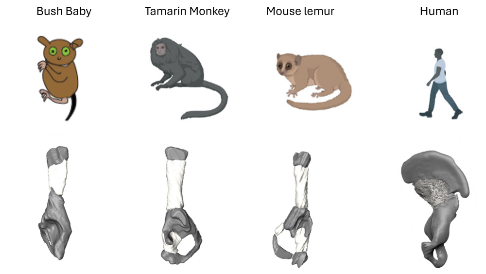 This image combines cartoon drawings of a bush baby, a tamarin monkey, a mouse lemur and a human and shows the MRI scan image of their pelvis underneath. The animal pelvises are long and thin and the human pelvis is much wider
