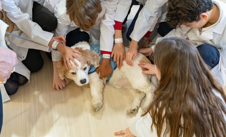 A white and brown dog in a blue therapy dog harness is being stroked by lots of children. The dog looks patient but a bit fed up