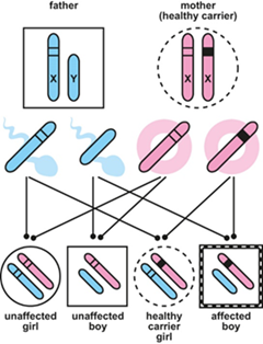 Diagram showing X-linked inheritance in a boy