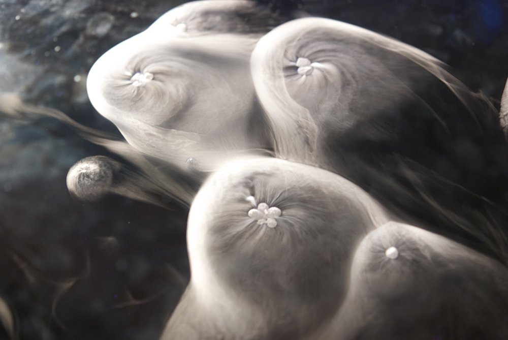 Soft, abstract whorls of white and grey resembling fluid, cloud‑like shapes with small central clusters, set against a dark background